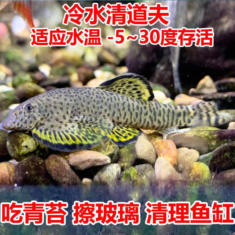冷水鱼清道夫工具鱼贵州爬岩鳅麦氏吸鳅琵琶鱼擦玻璃清洁鱼缸淡水