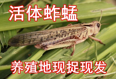 蚂蚱活虫新鲜东亚飞蝗包邮蝗虫蚱蜢油炸活蚂蚱鲜草养殖高蛋白鸟虫