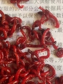 红虫活饵鲜活红虫天津特大号红虫喂鱼拉饵野钓黑头公虫蚯蚓鱼食