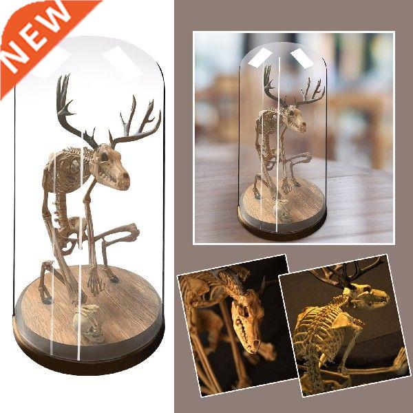 Skeleton Curiosity Cabinet Figurines Mysterious Fossil