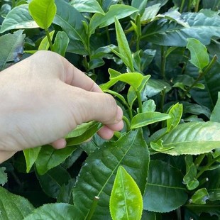 广东肇庆特产德庆绿茶春茶茶2025清香型茶农家茶V叶手工袋装新茶