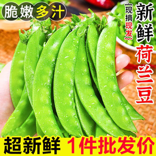广西荷兰豆甜豆豌豆脆甜多汁现摘现发农家自种新鲜时令蔬菜