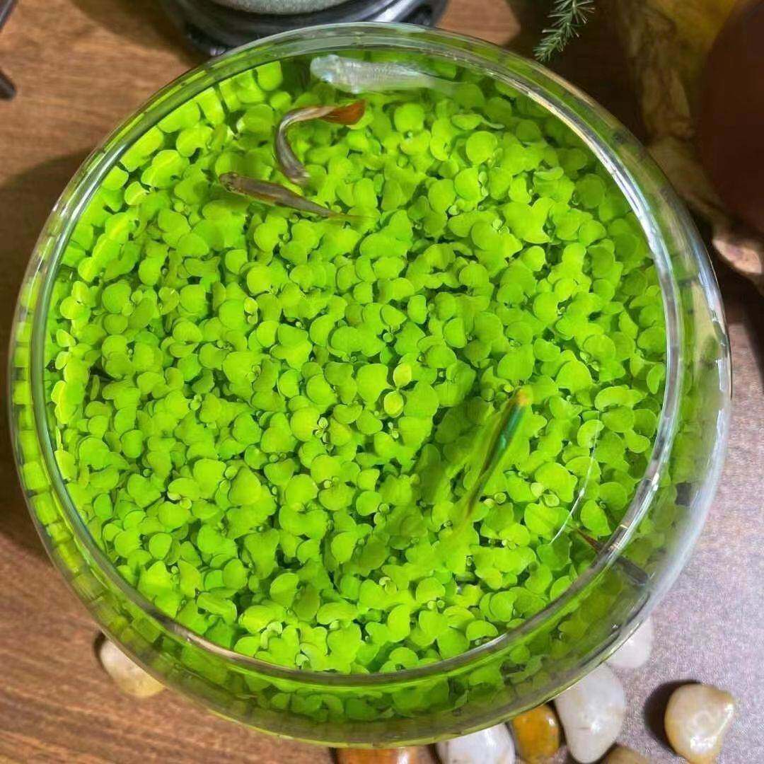 水草种子水草泥水草缸生态玻璃鱼缸小型斑马鱼七彩水养鱼缸海草泥