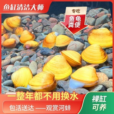 黄金小河蚌净水河蚬清理鱼缸净化水质鳑鲏繁殖观赏螺专吃鱼屎粪便