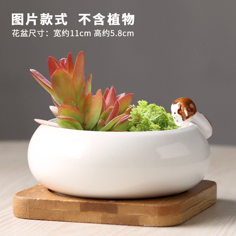 新品多肉植物花盆简约室内白色陶瓷创意现代肉肉小盆器带h竹托特