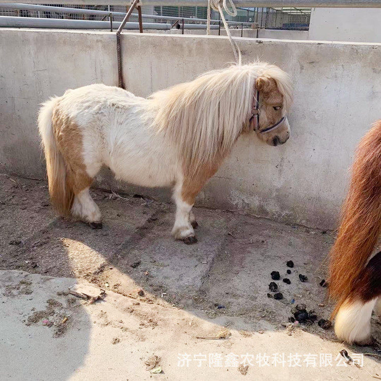 养马场骑乘马 矮马多少钱一匹宠物马价格 马匹养殖场德保矮马