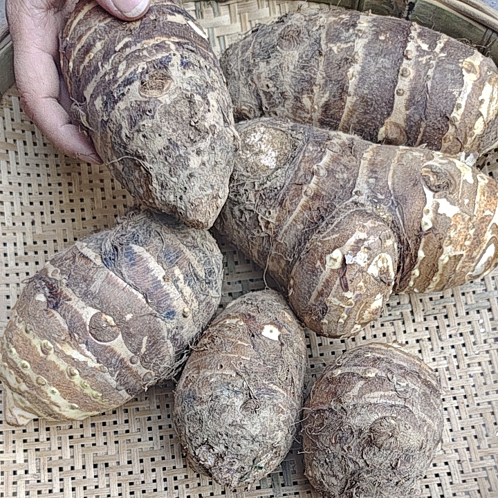 湖南湘西农家芋头香芋