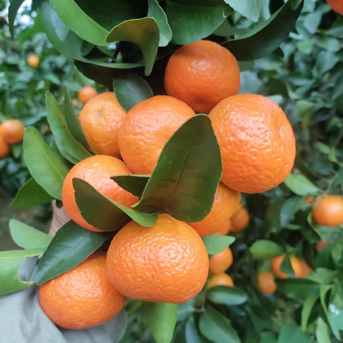 湖南湘西高山老树砂糖橘当季新鲜砂糖桔（现摘现发）