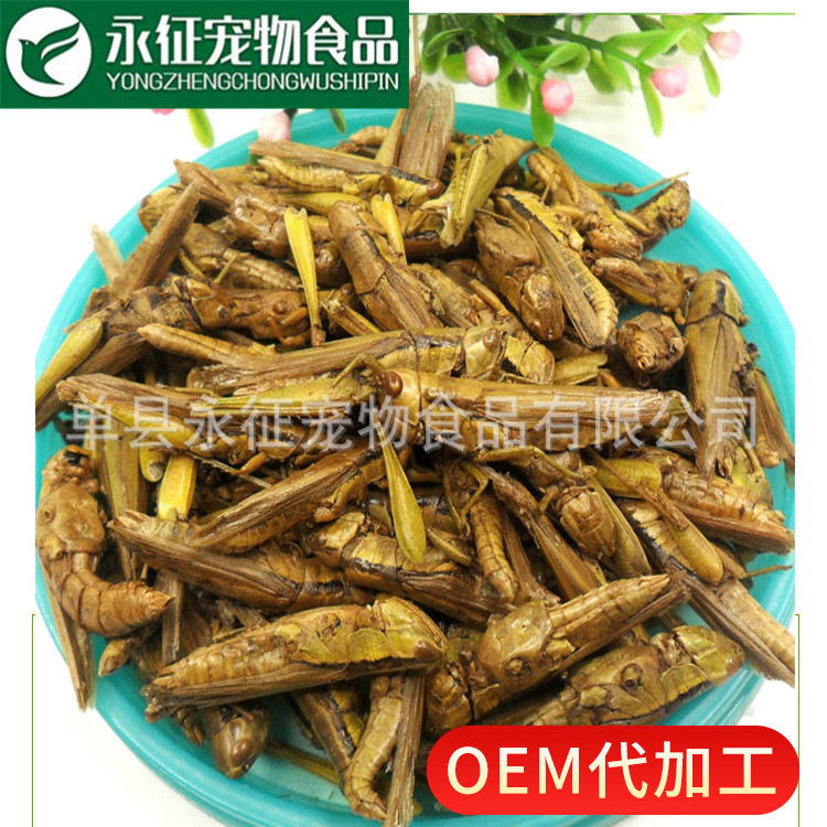 永征真空冻干稻蝗蚂蚱干龙鱼