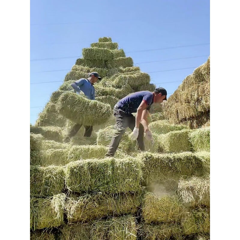 苜蓿草干草喂牛喂马吃的草料牛羊干草料羊驼草料羊草饲料50kg