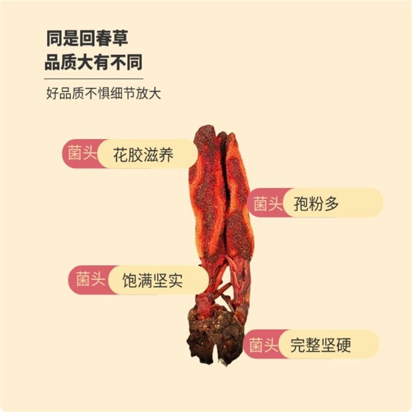 云南野生回春草不老草的功效作用特级顶天柱锁阳泡水泡酒500g新货