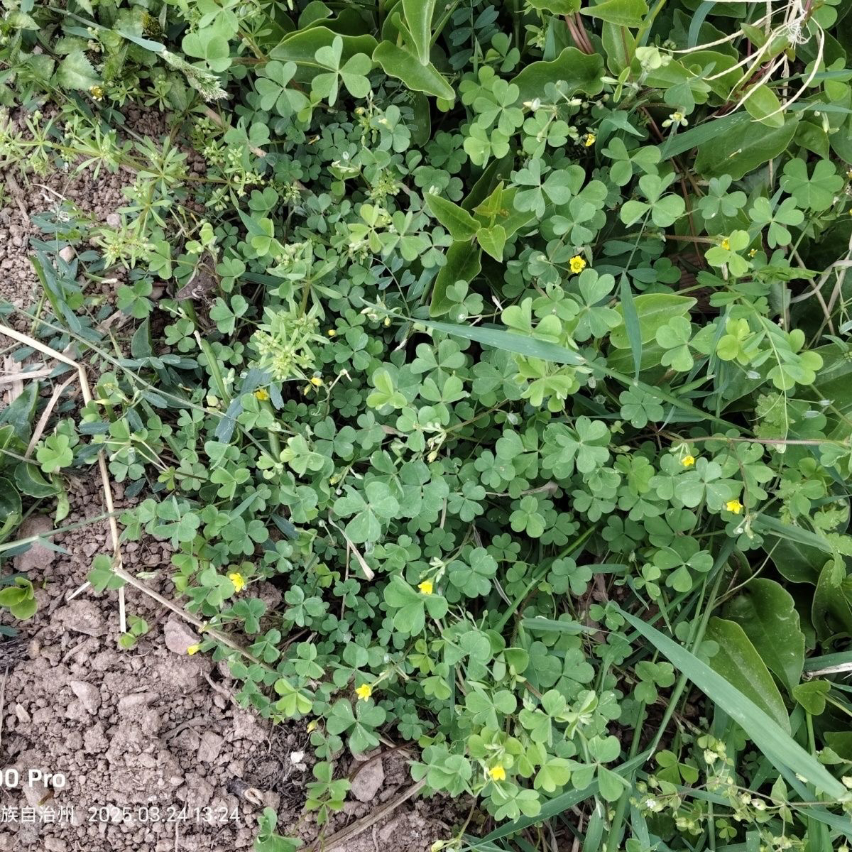 云南新鲜中草药酢浆草酸酸草斑鸠酸三叶酸三叶草盐酸藤