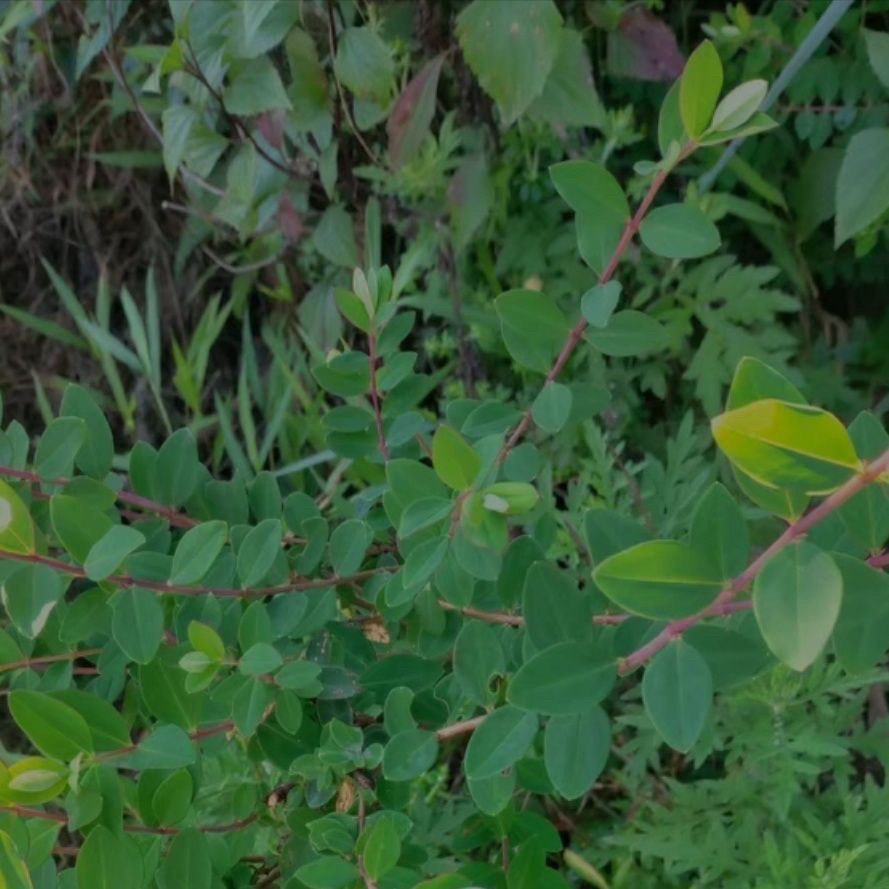 云南深山新鲜白花马齿苋老鼠耳白枝马齿苋菜细叶白花