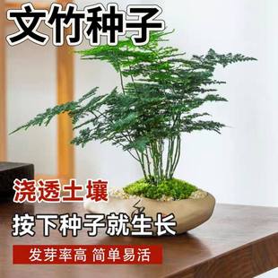 文竹种子四季播种多年生懒人阳台室内外盆栽云竹云片松中字花种籽