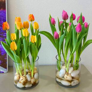 水培郁金香大种球水仙花种子四季花卉盆栽苗带芽苞植物室内风信子