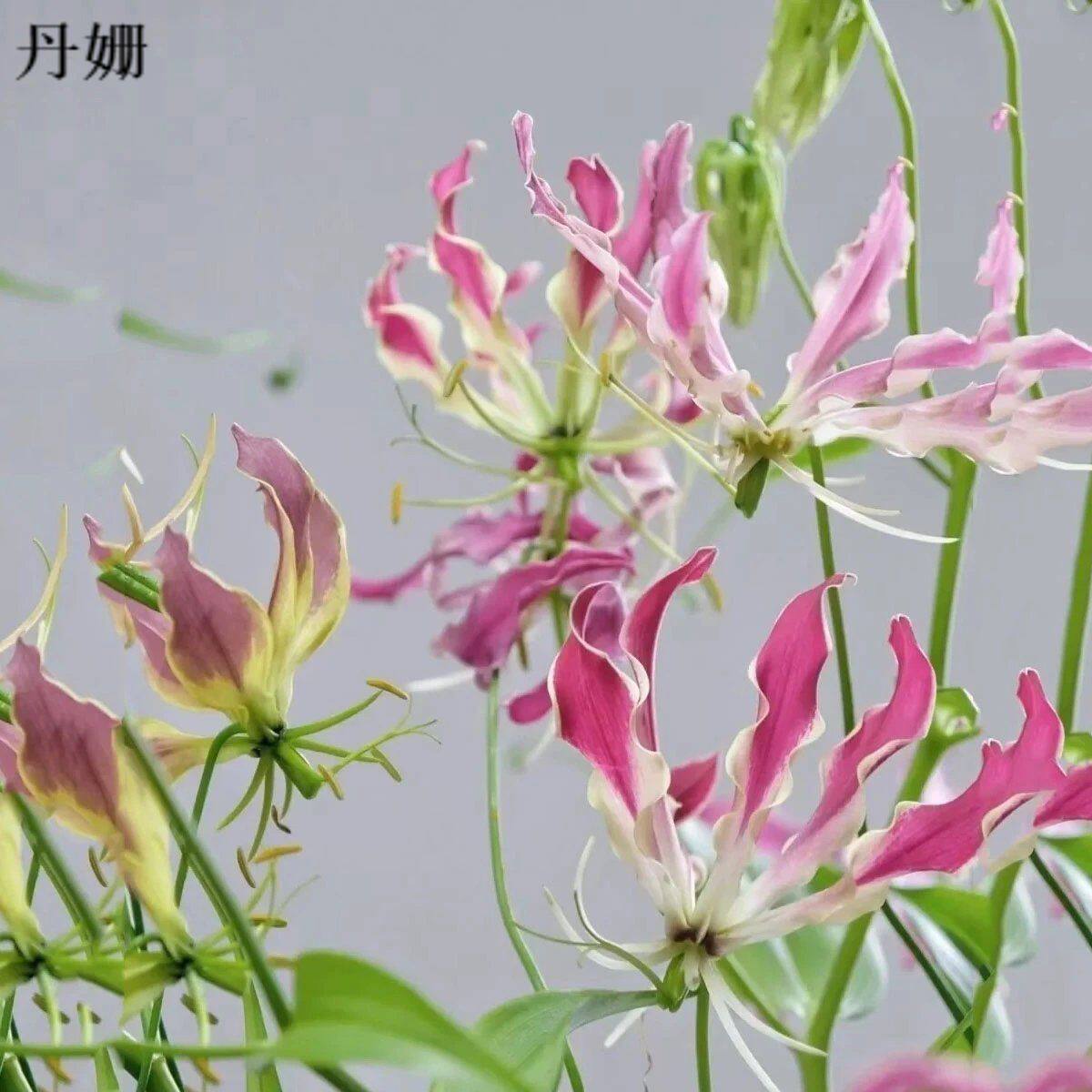 嘉兰百合种球多年生爬藤本植物耐热花期长地狱火闪闪焰火夏季花卉