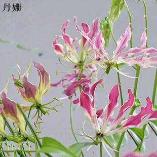 嘉兰百合种球多年生爬藤本植物耐热花期长地狱火闪闪焰火夏季花卉