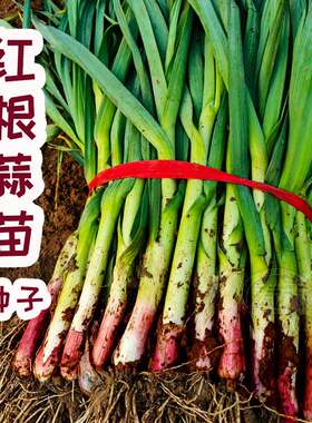 红根大蒜种子种籽头蒜种蒜苗红皮紫皮孑子四季宽叶苗红蒜祘苗种籽