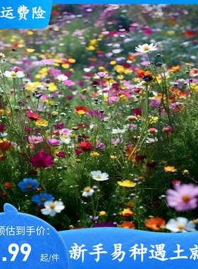 户外路边庭院野花组合种子各种花种籽子四季播种开花易活春季花籽