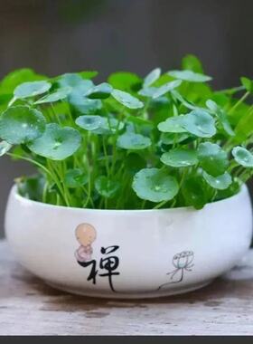 水培金钱草铜钱草种子四季室内趣味心形草盆栽籽绿植马蹄金
