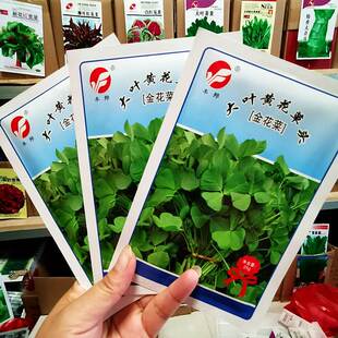 金花菜种子上海草头种子大叶黄花草头种菜籽三叶草秋季播菜种孑