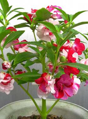 四季凤仙花种子指甲花种籽鲜花种子室内阳台盆栽易种植物凤仙花苗