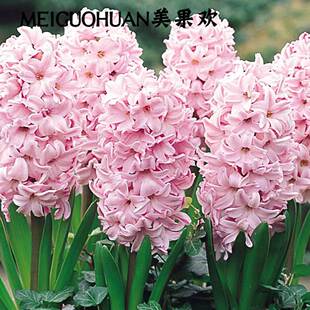 美果欢  进口风信子种球水培套装花卉种子郁金香土培盆栽冬季耐寒
