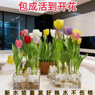 郁金香种球水培花卉植物室内年宵花开花种子盆栽花苗土培水养好活