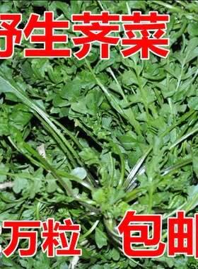 纯野生荠荠菜种子 特菜野菜种子农家老品种蔬菜种子春 四季播