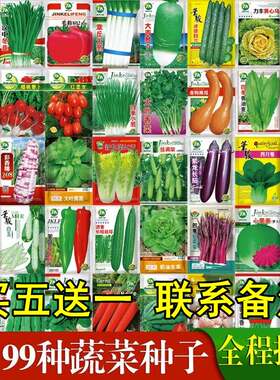 蔬菜籽种大全四季辣椒种籽白菜种孑阳台菜种秋冬季种植香菜空心菜