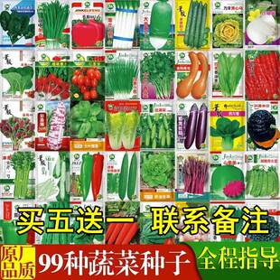 蔬菜籽种大全四季辣椒种籽白菜种孑阳台菜种秋冬季种植香菜空心菜