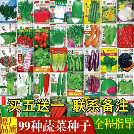 蔬菜籽种大全四季辣椒种籽白菜种孑阳台菜种秋冬季种植香菜空心菜
