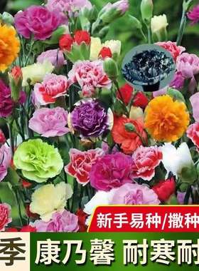 康乃馨花种子四季花卉观花植物室内花开花不断盆栽庭院花籽易种活