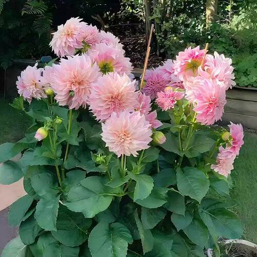 进口大丽花种球重瓣巨型花苗四季庭院地栽阳台盆栽多年生花卉植物