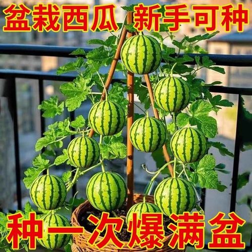 超甜蜂蜜新品盆栽小西瓜种子薄皮少籽红瓤高产阳台水果种籽麒麟瓜