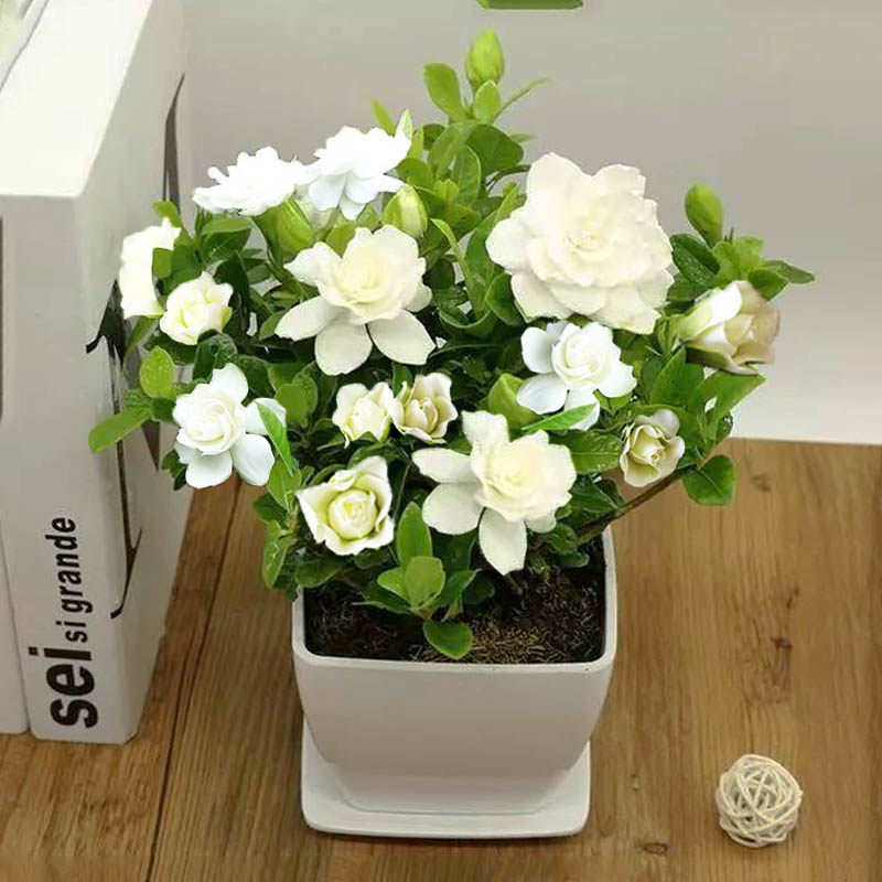 新手种植栀子花种籽 四季开花草花种籽子易活室内 包邮盆栽花种子