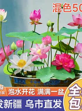 新疆包邮碗莲水培植物花卉四季开花种子籽水养荷花盆栽客厅睡莲