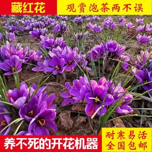 藏红花种球根盆栽药用番红花种子进口耐寒花卉植物室内花西红花苗