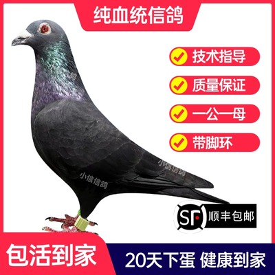 黑金刚鸽子活一对成绩鸽信鸽赛鸽鸽子原配种鸽小鸽活体幼鸽血统鸽