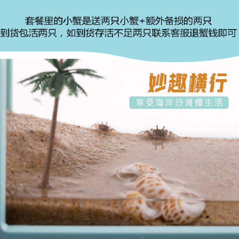 蟹生态造景专用k13缸沙蟹赏养寄居辣缸椒蟹小宠物螃饲养盒躲避小