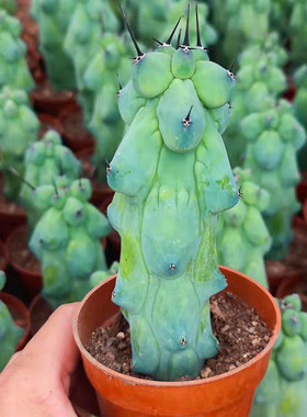 福禄寿仙人柱萌趣仙人掌简单易养阳台庭院防辐射好解压花卉耐干旱