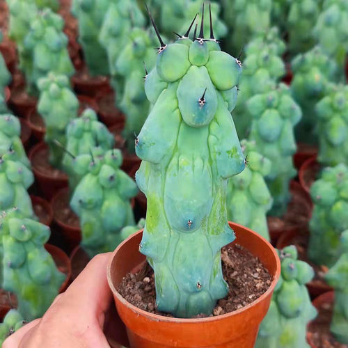 福禄寿仙人柱萌趣仙人掌简单易养阳台庭院防辐射好解压花卉耐干旱