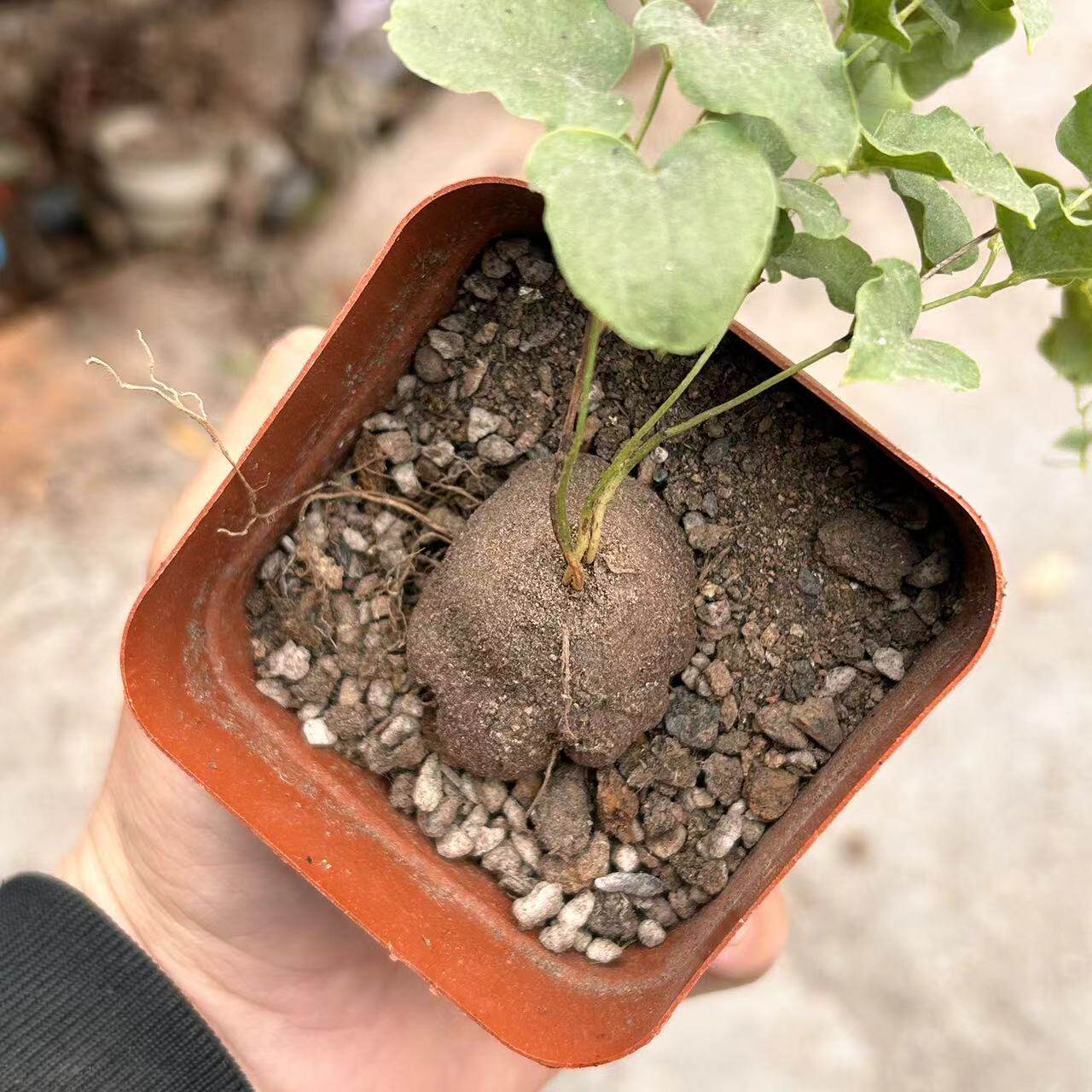 龟甲龙块根多肉植物趣味南非墨西哥象足龟甲阳台庭院观赏美观盆栽