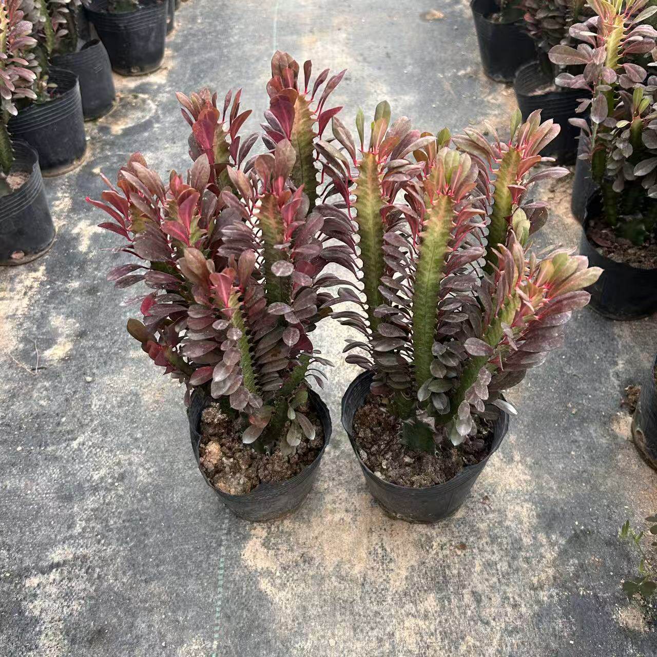 红龙骨紫色多肉植物大戟科盆栽