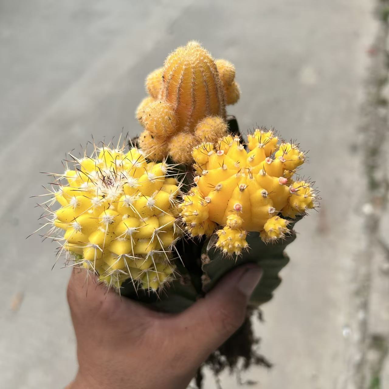 黄牡丹黄菠萝带柱子仙人球嫁接多肉植物阳台净化空气非常容易养护