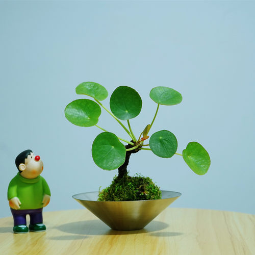 苔藓球植物盆栽室内桌面绿植