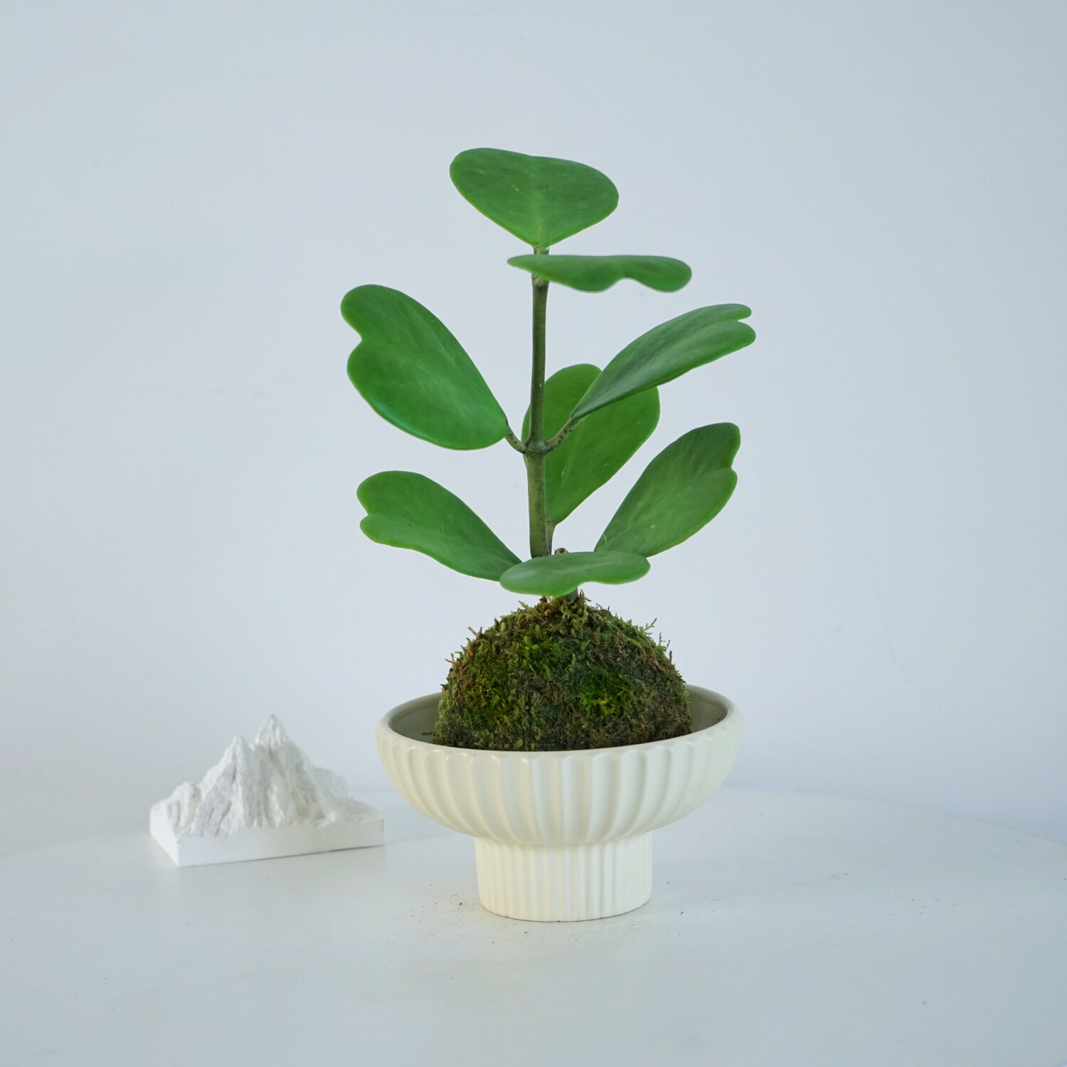 心叶球兰苔藓球耐阴心形植物室内茶台桌面绿植花卉盆栽摆件送礼花