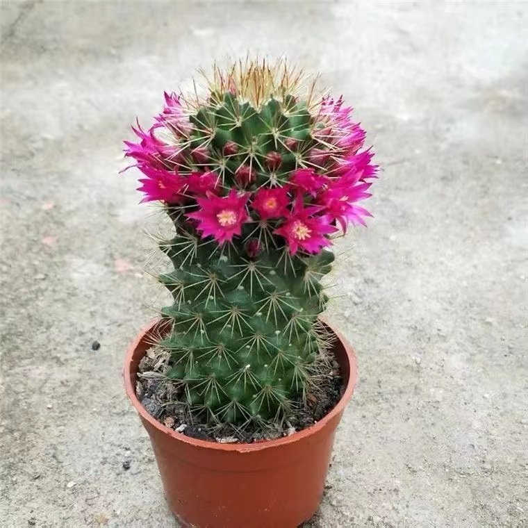 带花苞红花锦丸猩猩丸开花的实生仙人球开一圈花易开多花桌面美观,鲜花速递/花卉仿真/绿植园艺,多肉植物,淘宝优惠券,粉丝福利购,淘宝优惠卷