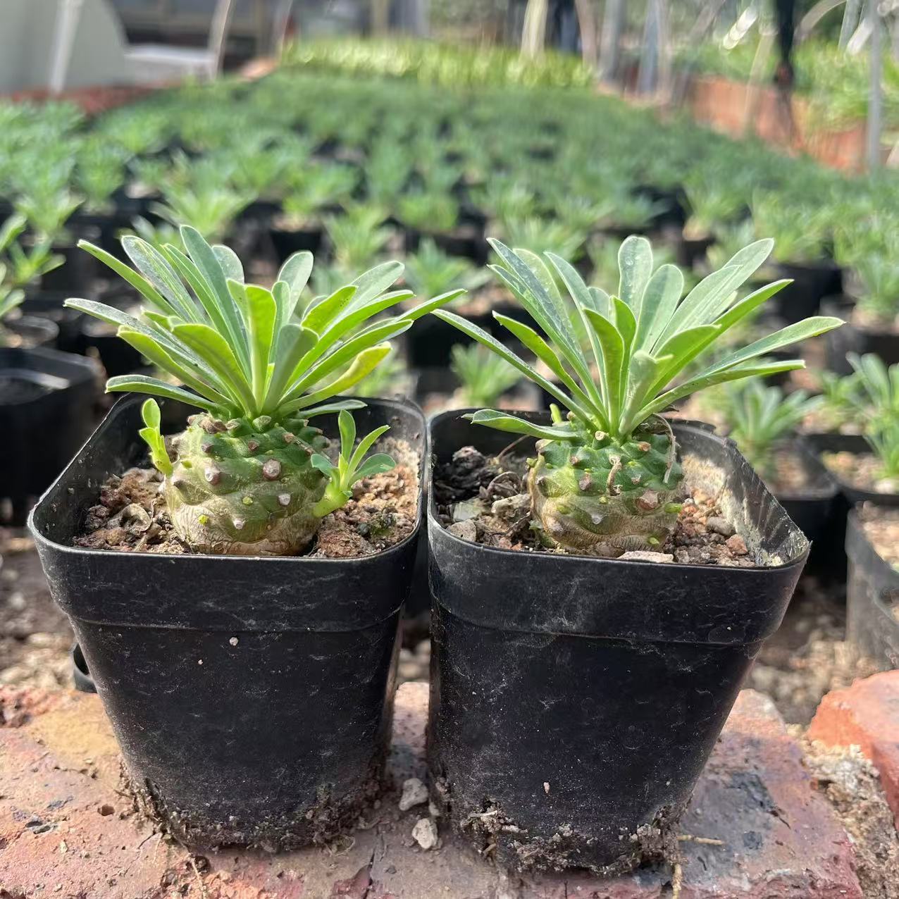 峨眉山多肉块根植物小菠萝盆栽铁甲麒麟大戟科室内办公室桌面绿植