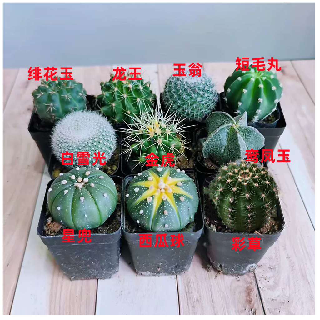 仙人球小球组合盆栽绯花玉鸾风玉